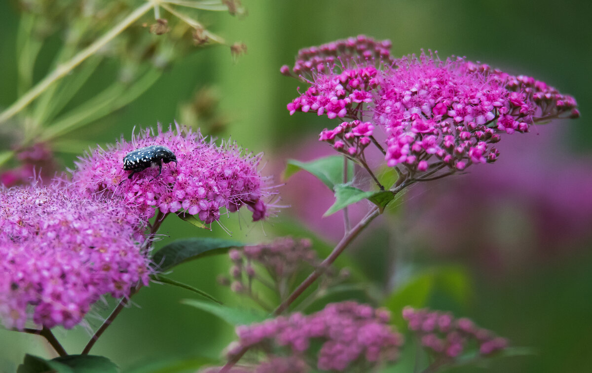 *** - Владимир Безбородов