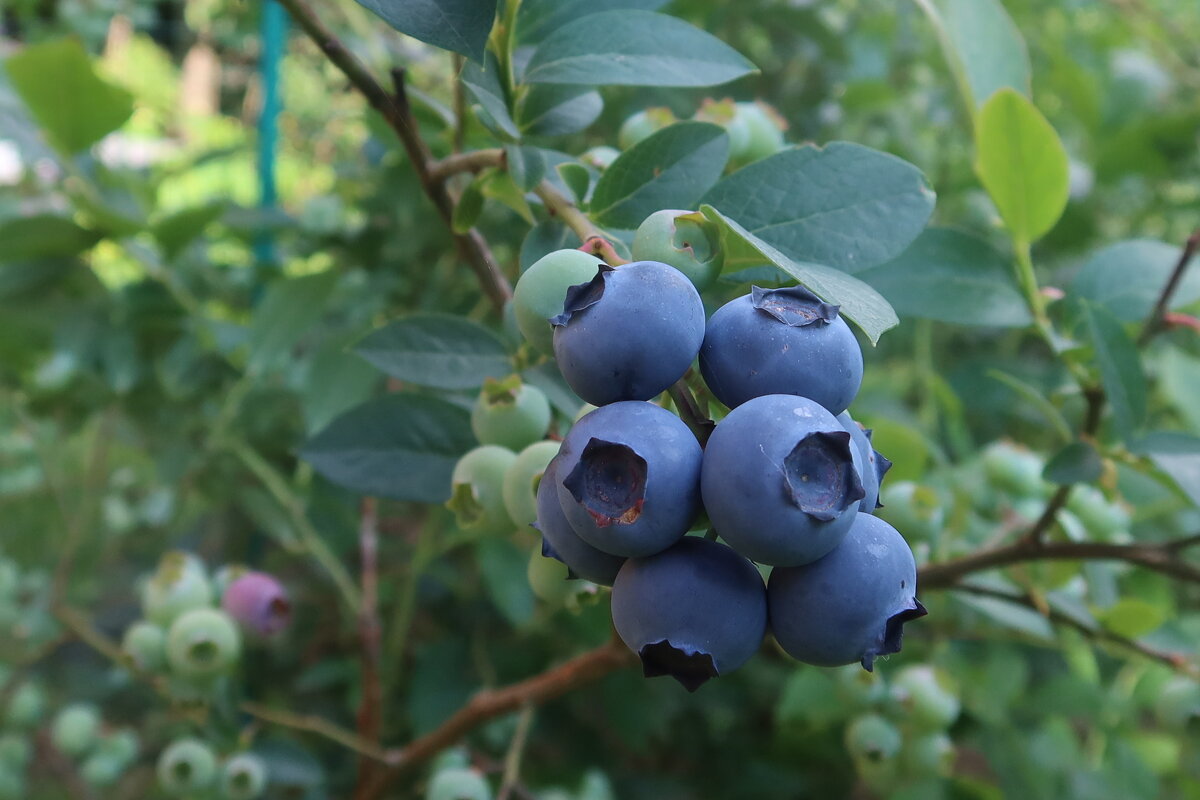 Голубика - Дмитрий И_