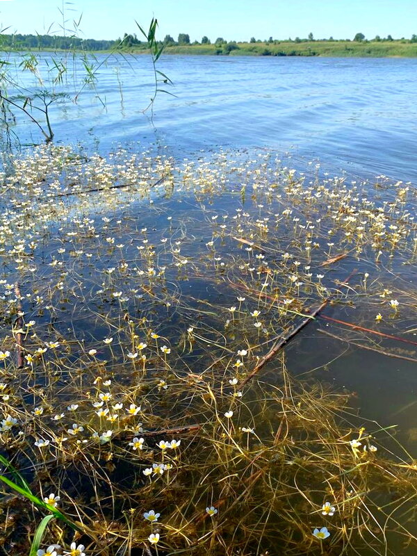 Река Гжать в Смоленской обл. - Ольга Довженко
