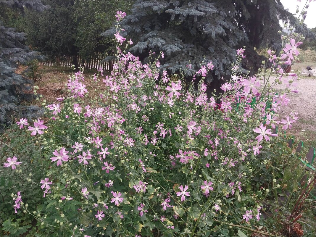 Talgar. - Murat Bukaev 