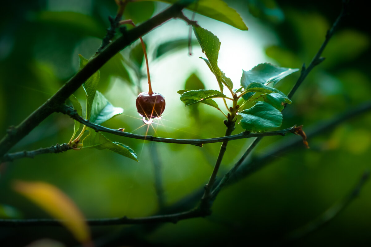 Вишневый этюд. - Игорь Викторов