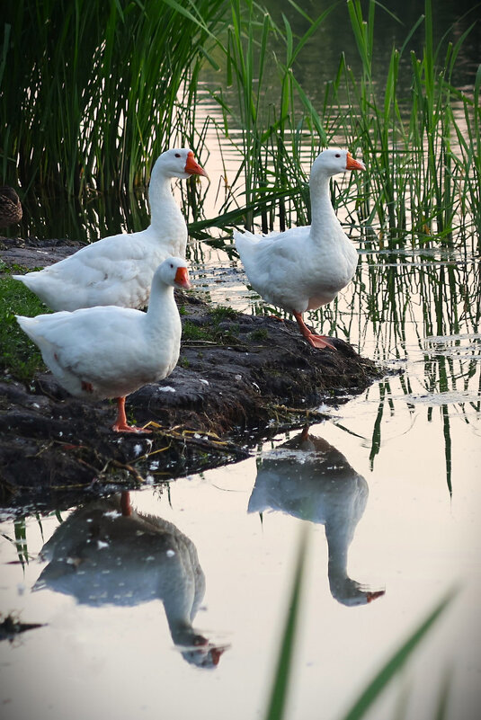 Три грации - Алексей Кадыков