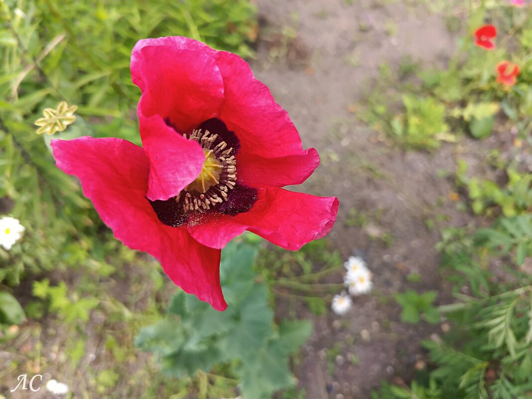 "Стеснительный" - Любовь Сахарова