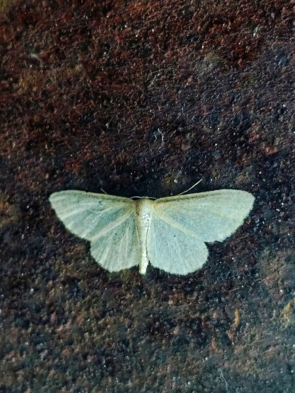 *** - Шу Юншен