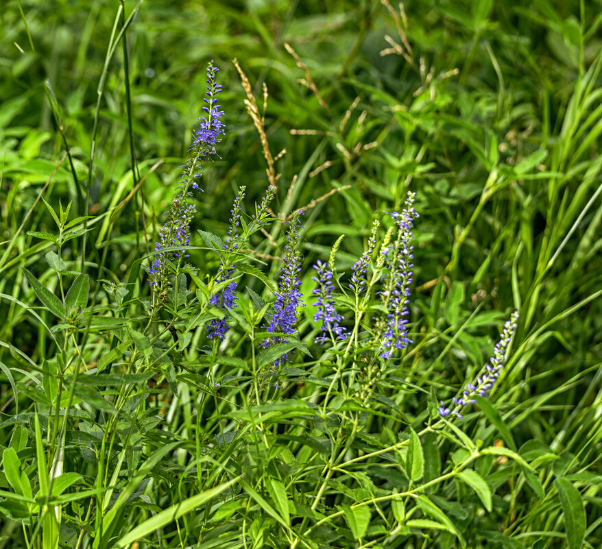 Вероника - Сергей Цветков Вероника - Сергей Цветков