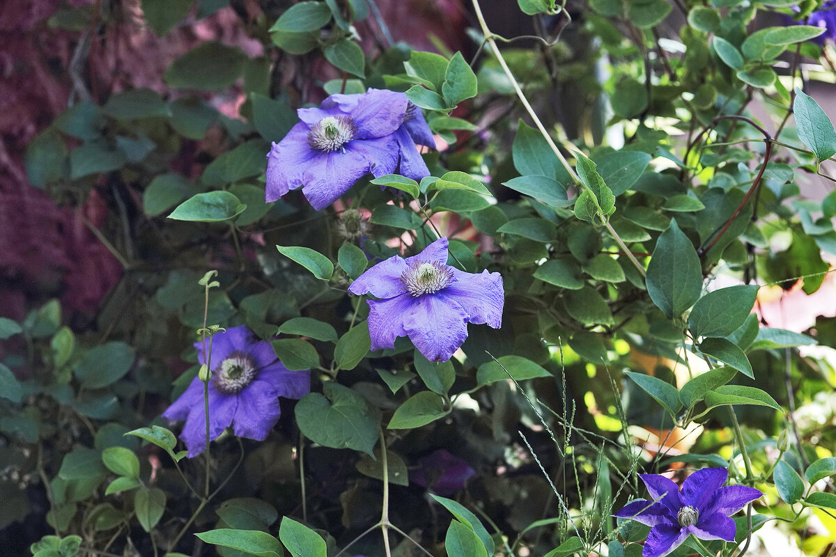 Цветы - Юрий Гайворонскiий