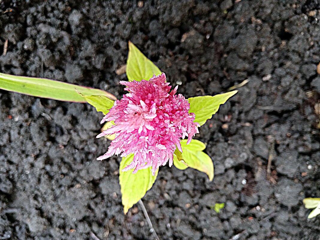 Цветы. - Владимир Драгунский