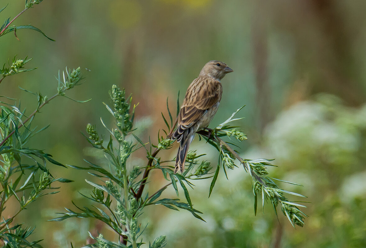 Коноплянка. - Sergey (Apg)