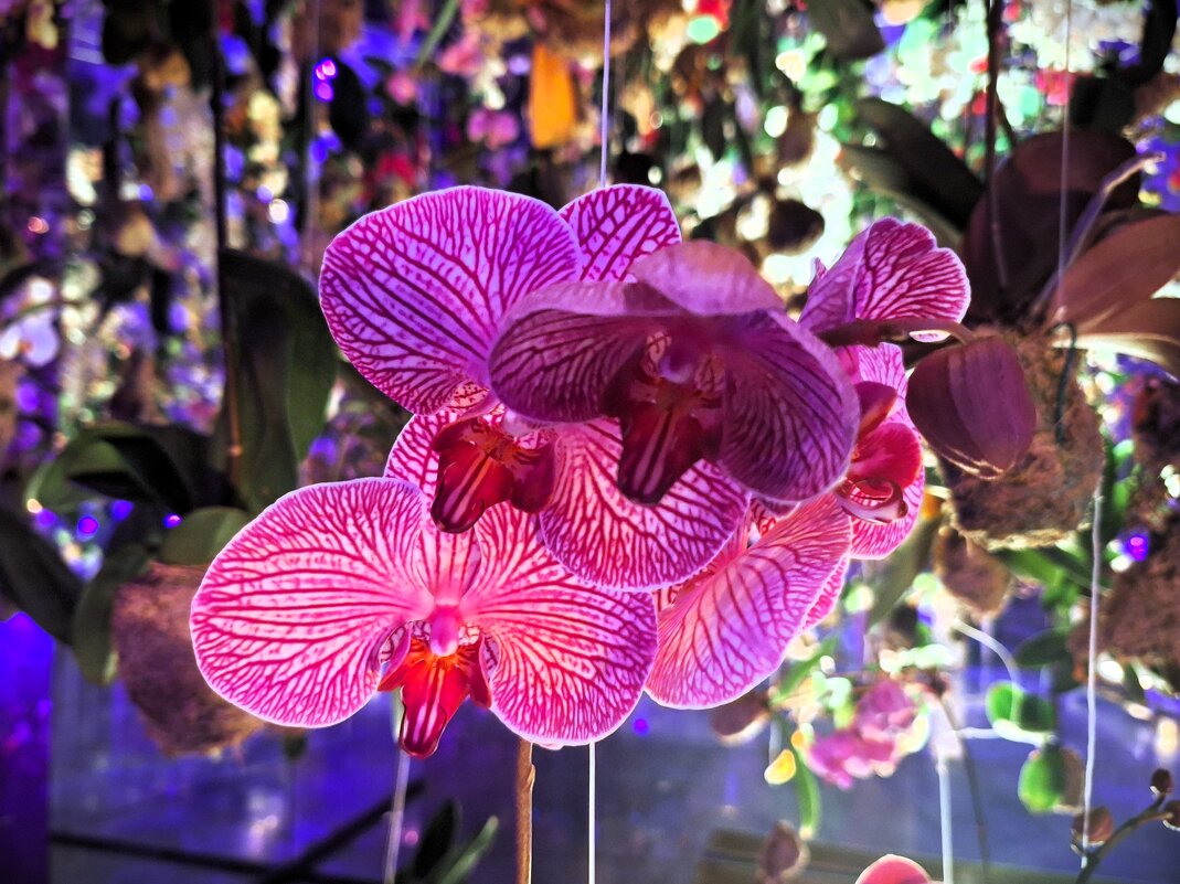 Орхидея - Наталья 