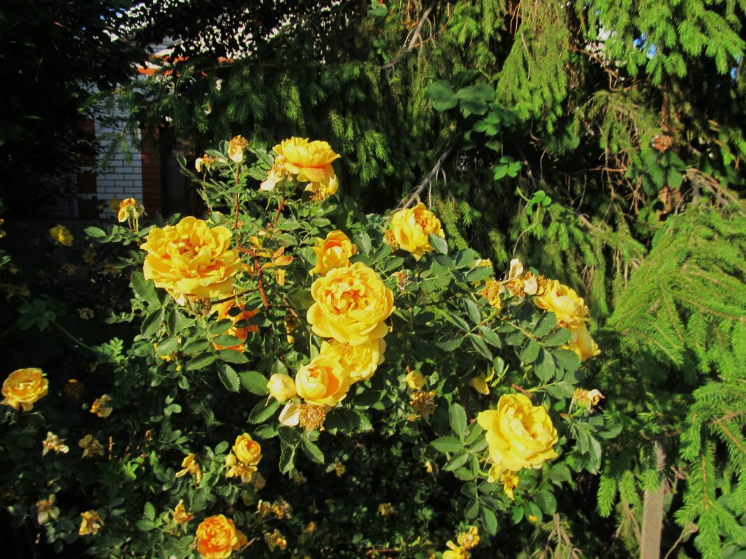 Ах. июнь !! - Елена Шаламова