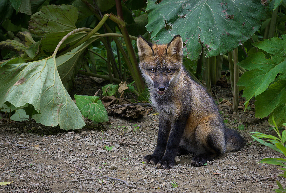 Чернобурый... - Alexander Fedotov