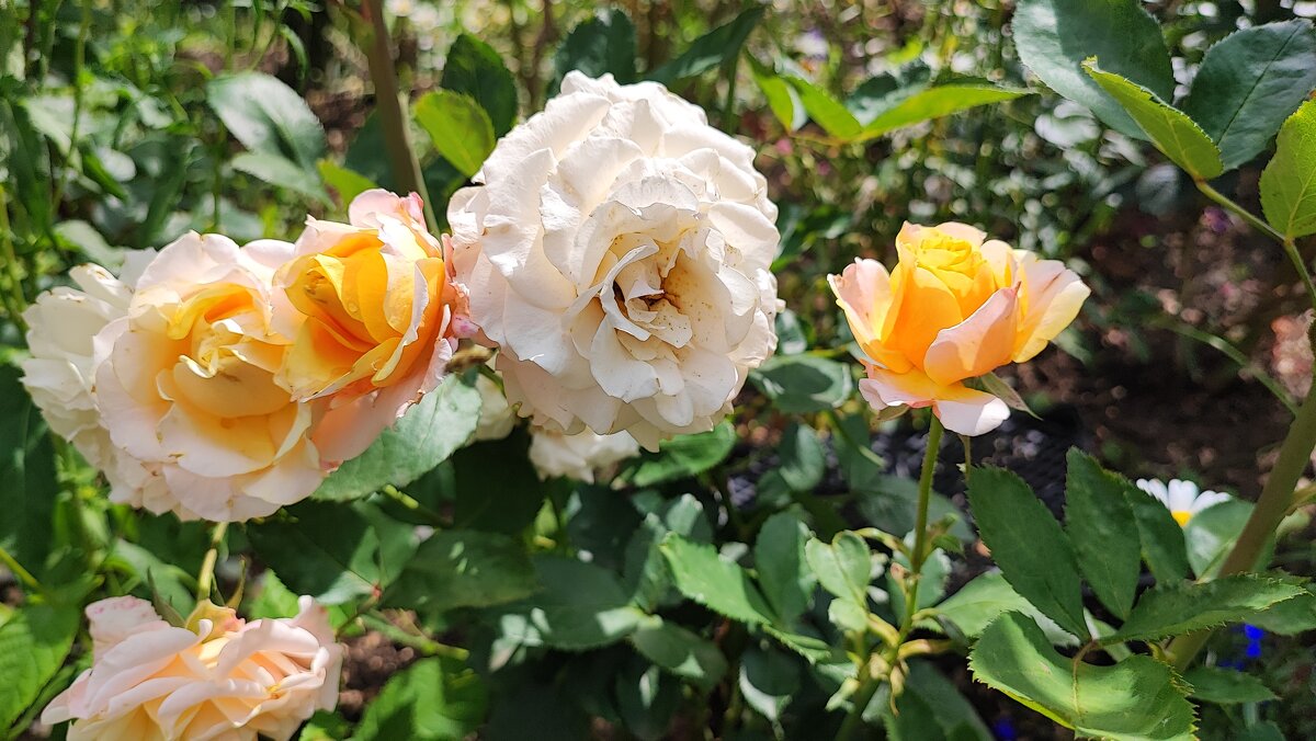 ,,, - Сергей Тимоновский