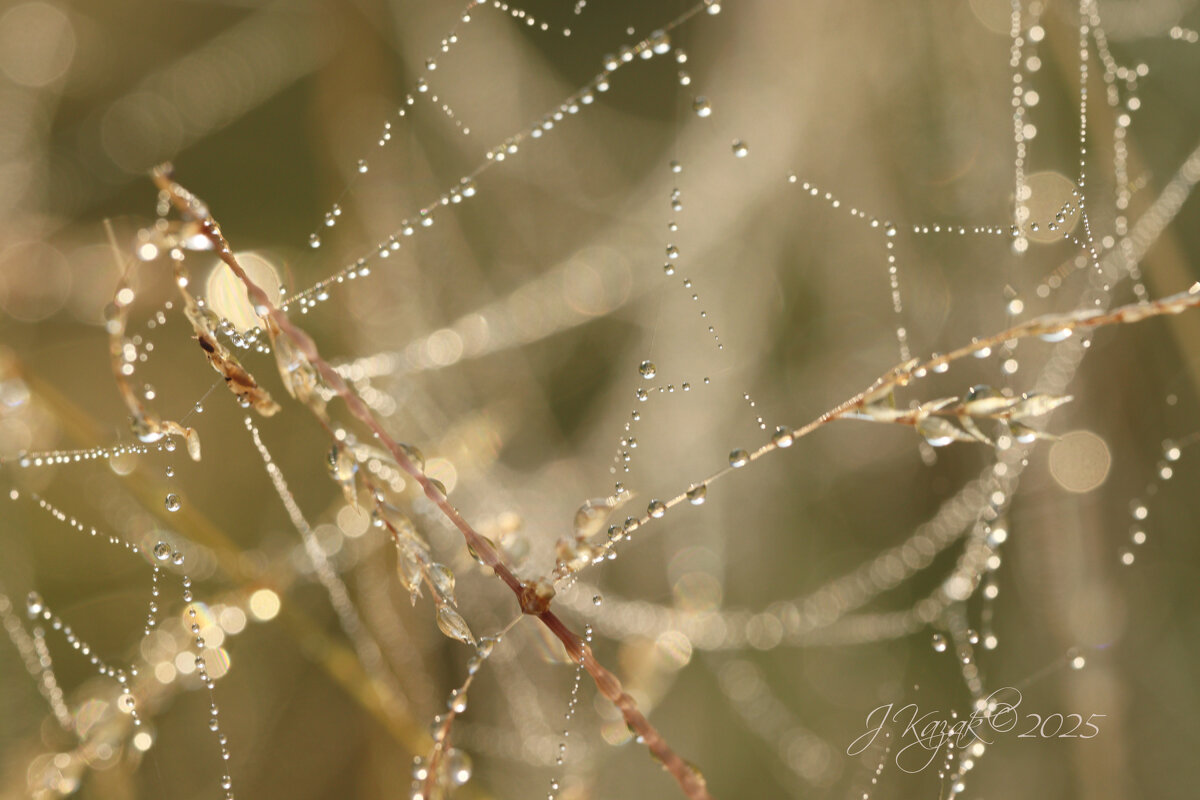 *** - Елена Kазак (selena1965)