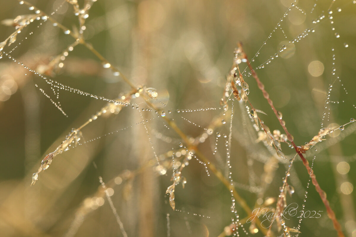 *** - Елена Kазак (selena1965)