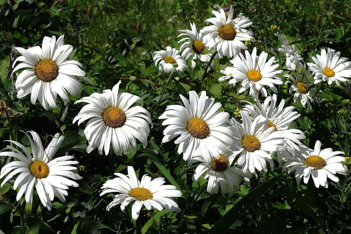 Ромашки - Рита Симонова