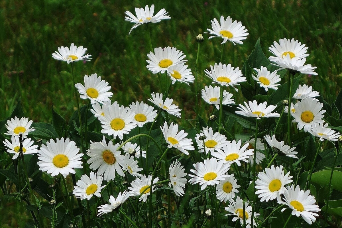 Ромашки - Рита Симонова