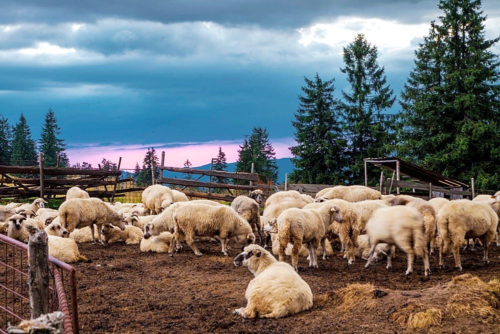 Карпати - Степан Карачко