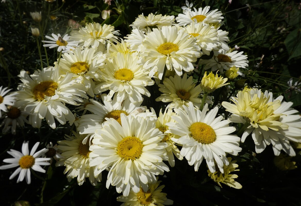 Нивяник великолепный... - Галина 