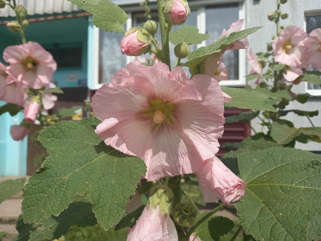 Мальва - BoxerMak Mak