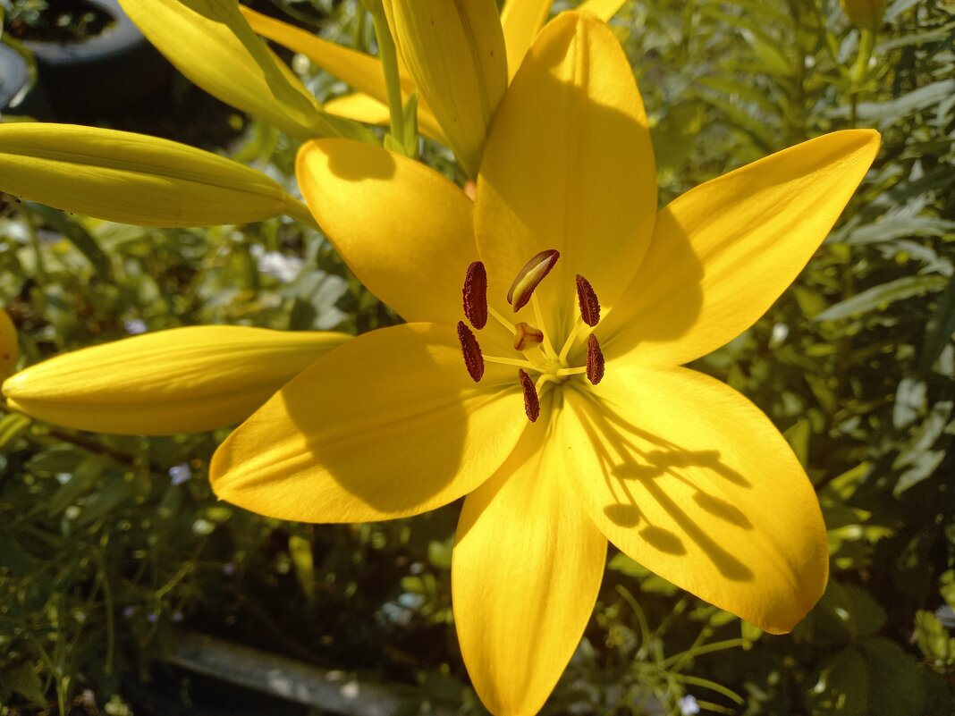 Лилии цветут ! - BoxerMak Mak