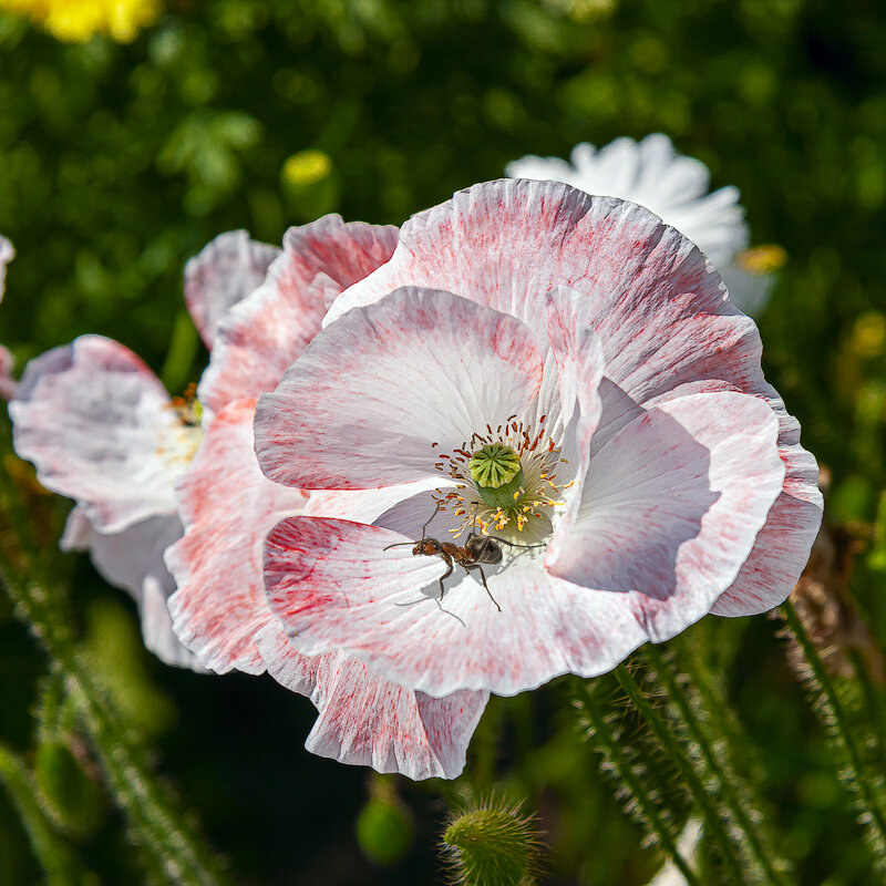 *** - Aleksey Afonin