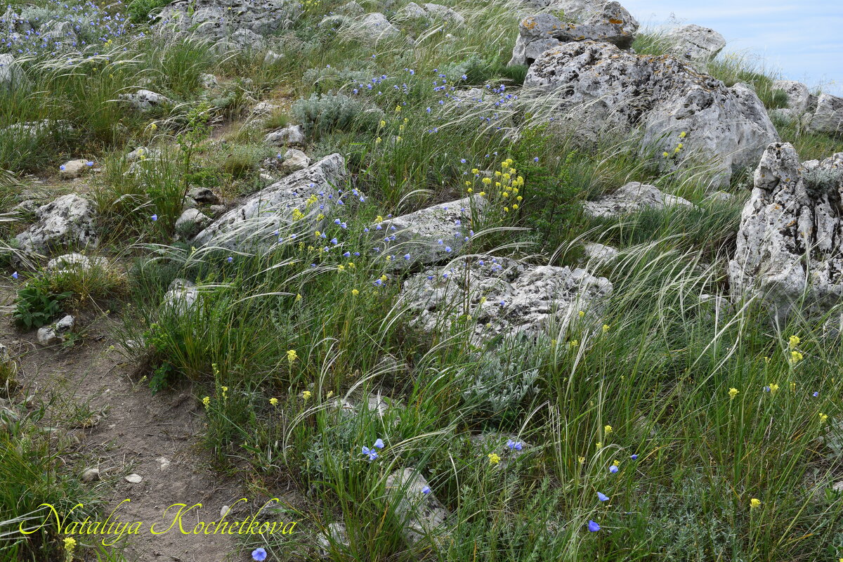 Природа Крыма - Amazing Cosmea