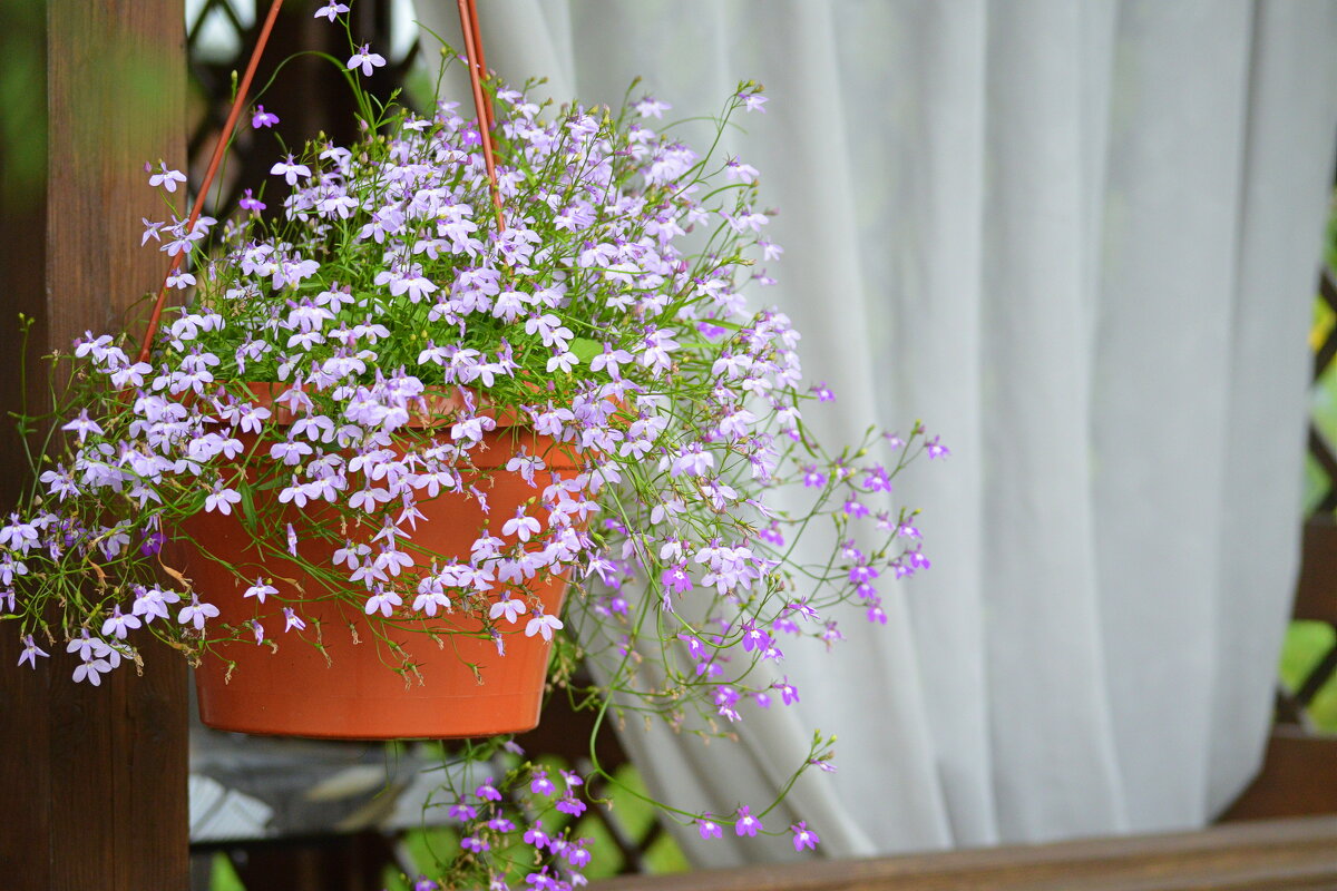 Лобелия на даче - Татьяна Лютаева