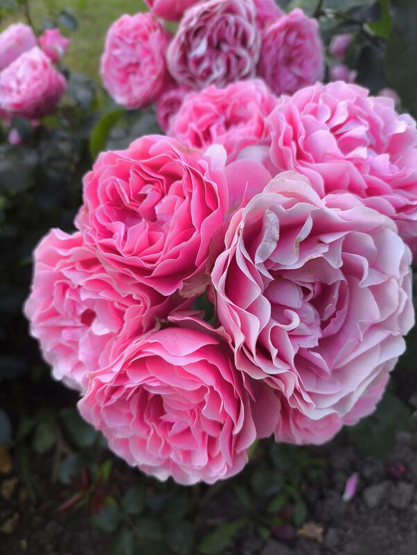 Цветочек - Лейла Башилова