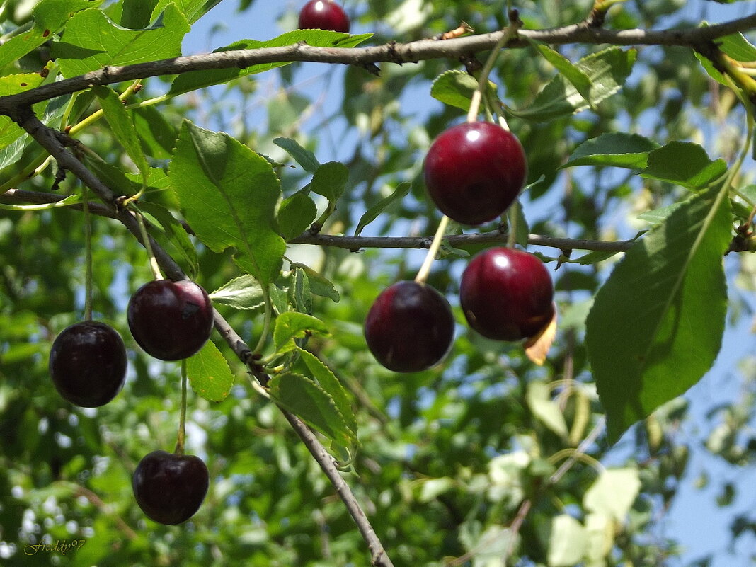 В вишнёвом саду... - Freddy 97