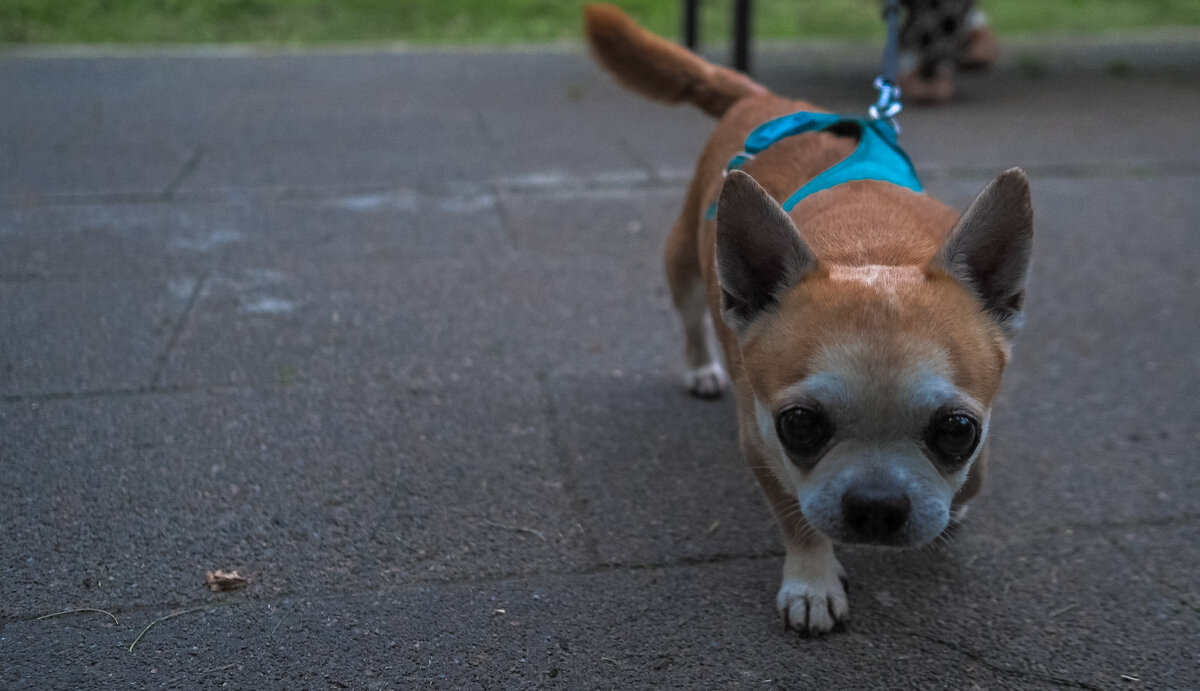 ***** - юрий поляков
