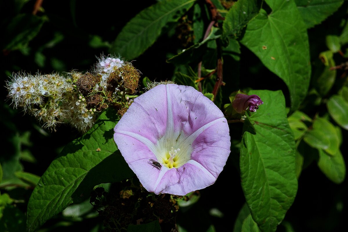 *** - Леонид leo