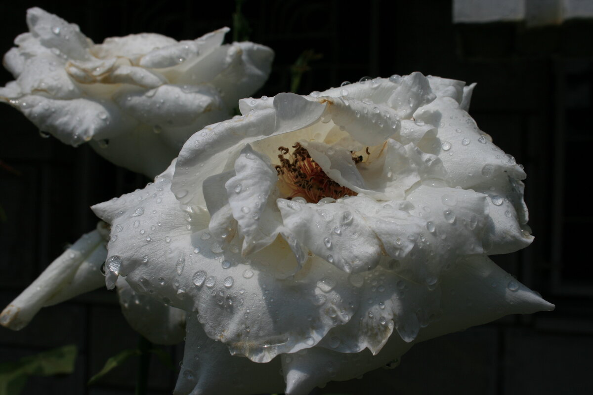 Белая роза - Аркадий Басович