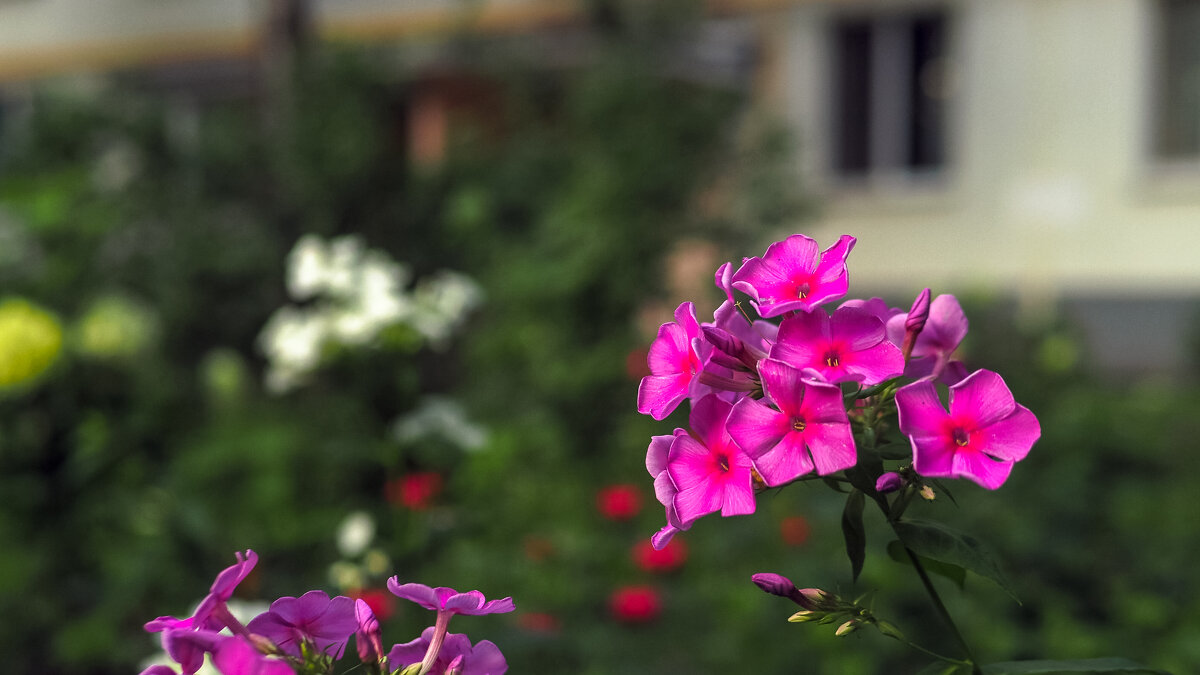 Природа в Городе - юрий поляков