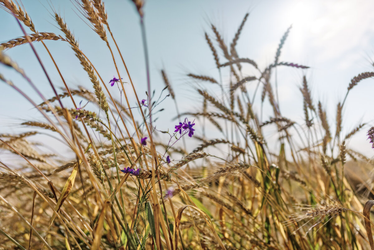 В золоте - sorovey Sol