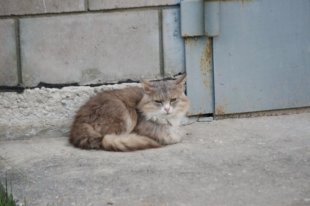 Незнакомка - Валерий Судачок