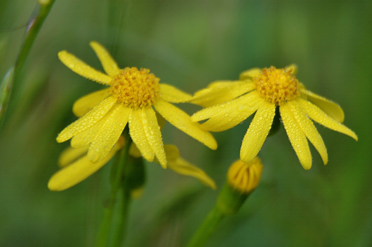 Крестовник обыкновенный - Надежда Куркина 