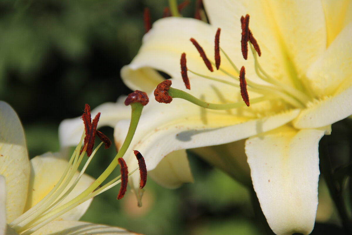 Июль - Венера Чуйкова