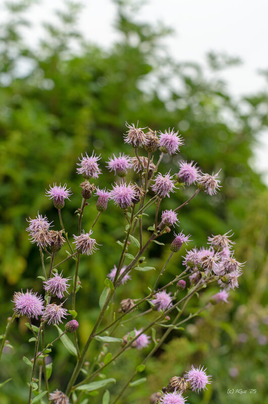 Многолетние растение - Andrej Guz