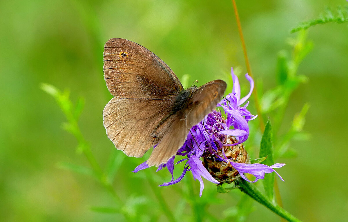 бабочки середины лета 3 - Александр Прокудин