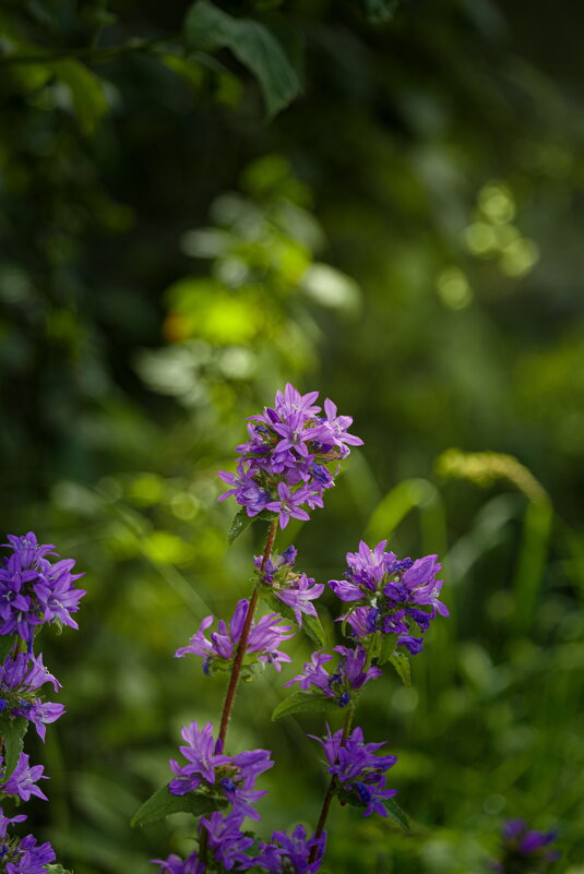 Июльские мгновения - Serega  