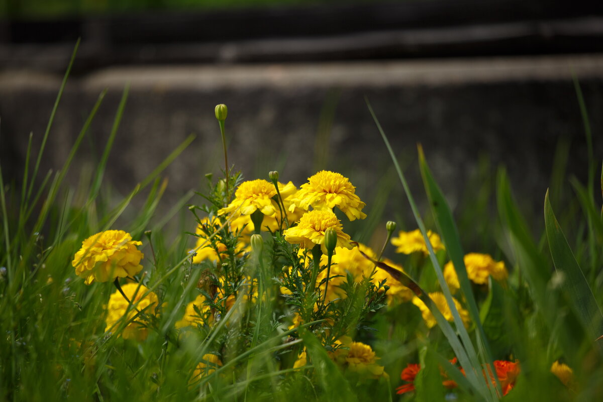 Июльские мгновения - Serega  