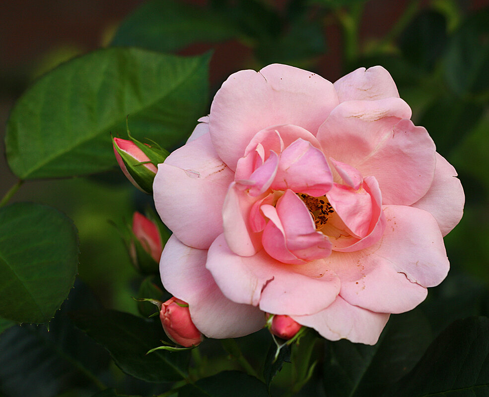 Июльская нежная - Светлана 