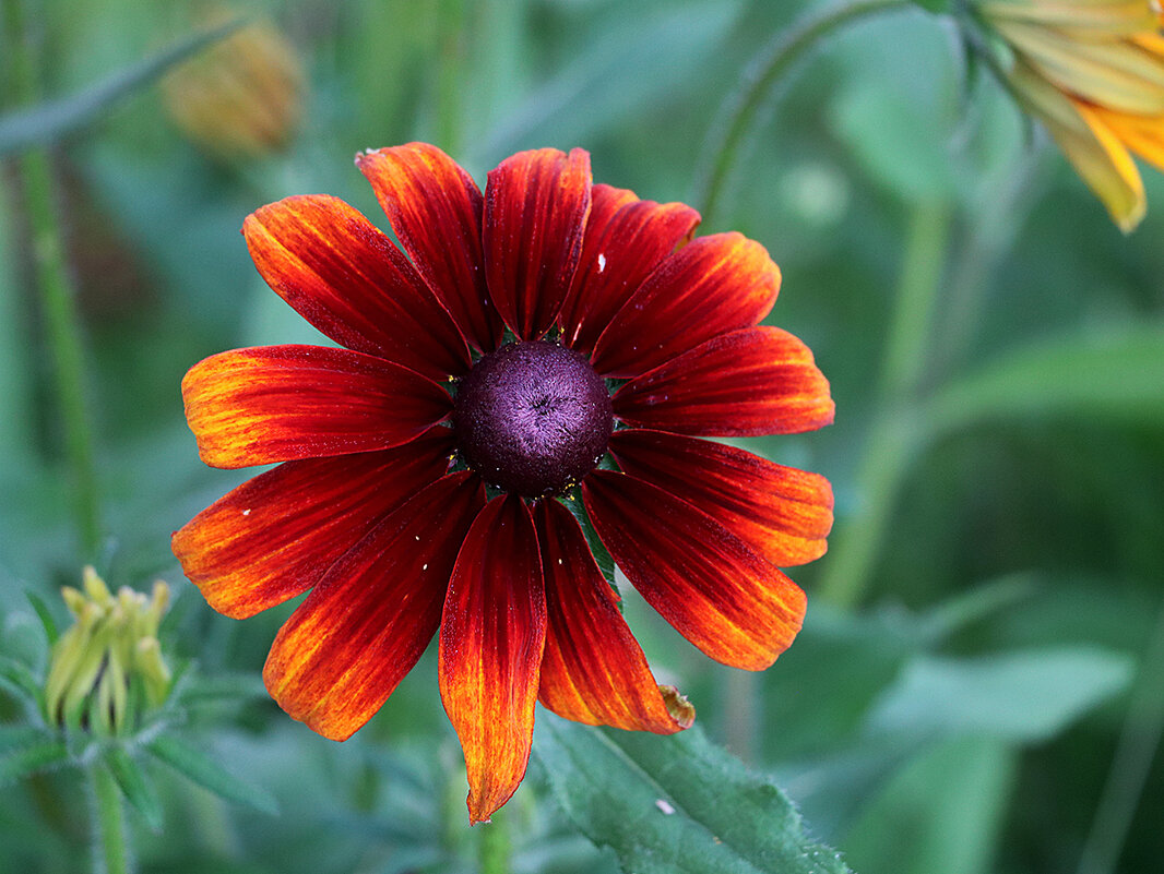 Рудбекия черри бренди - Светлана 