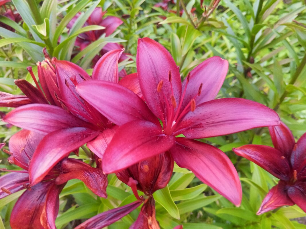 Лилейник - Сапсан 