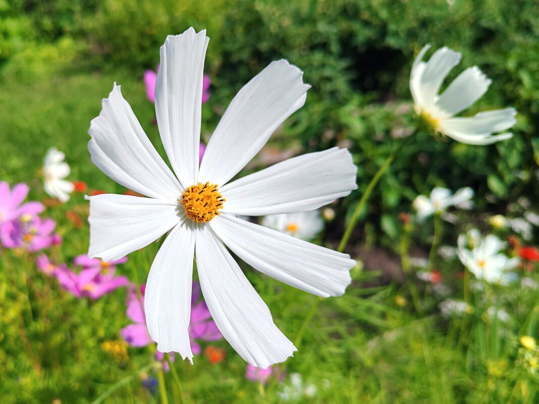 Цветы в саду. - Владимир Зыбин