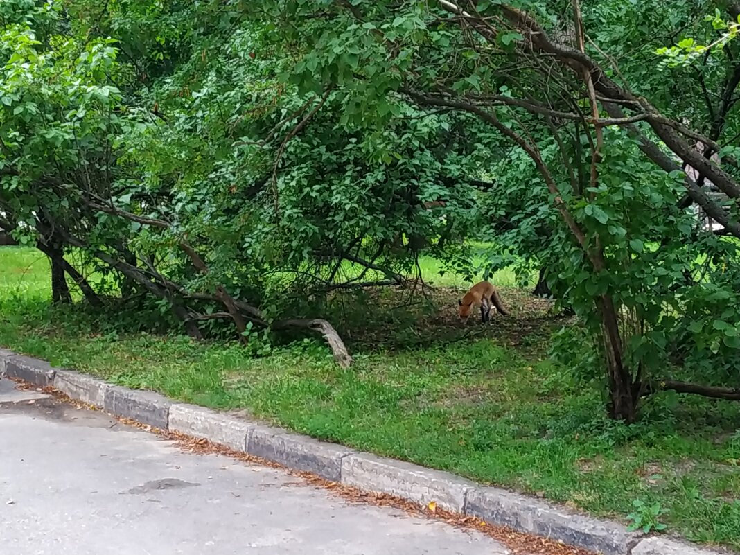 Лиса в городе - Андрей Лукьянов