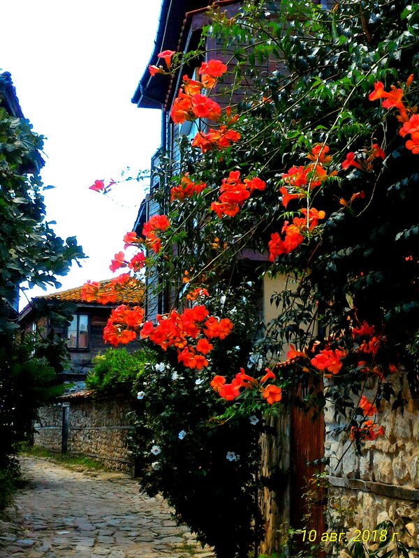 Болгария - Натали 