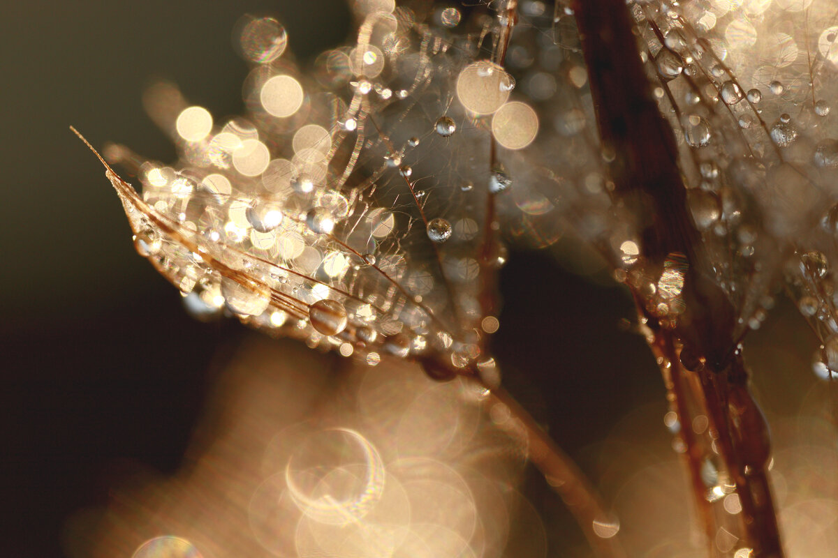 *** - Елена Kазак (selena1965)