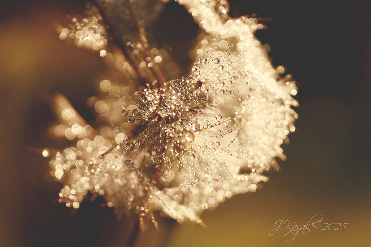 *** - Елена Kазак (selena1965)