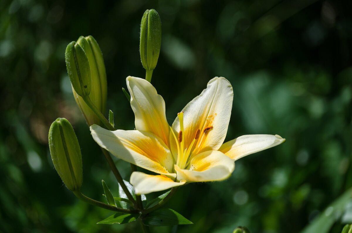 *** - Виктор Иванович Чернюк